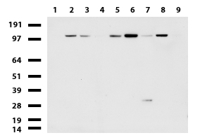 RAPGEF1 Antibody - Western blot of cell lysates. (35ug) from 9 different cell lines. (1: HepG2, 2: HeLa, 3: SV-T2, 4: A549. 5: COS7, 6: Jurkat, 7: MDCK, 8: PC-12, 9: MCF7).