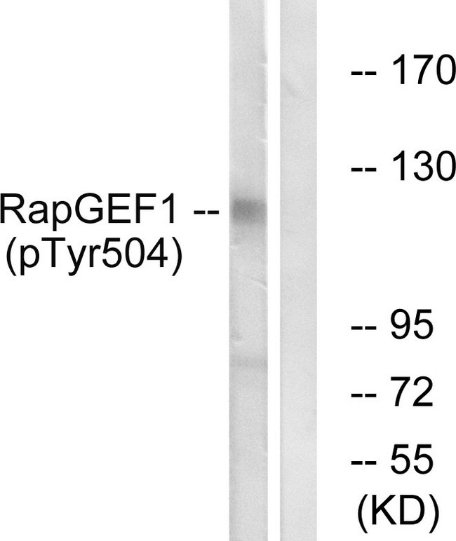 RAPGEF1 Antibody - Western blot analysis of lysates from HepG2 cells treated with Na3VO4 0.3nM 40', using RapGEF1 (Phospho-Tyr504) Antibody. The lane on the right is blocked with the phospho peptide.
