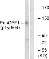 RAPGEF1 Antibody - Western blot analysis of extracts from HepG2 cells, treated with Na3VO4 (0.3nM, 40mins), using RapGEF1 (Phospho-Tyr504) antibody.