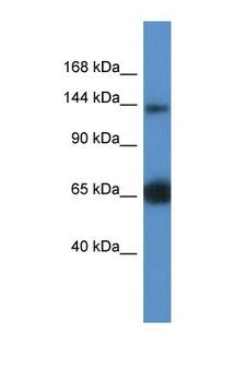 RAPGEF2 Antibody - RAPGEF2 antibody Western blot of Mouse Kidney lysate. Antibody concentration 1 ug/ml. This image was taken for the unconjugated form of this product. Other forms have not been tested.