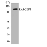 RAPGEF3 / EPAC Antibody - Western blot analysis of the lysates from HeLa cells using RAPGEF3 antibody.
