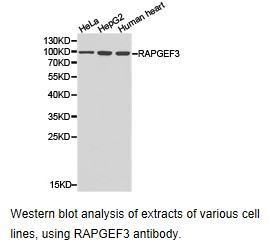 RAPGEF3 / EPAC Antibody - Western blot.