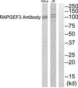 RAPGEF3 / EPAC Antibody - Western blot analysis of extracts from Jurkat and HeLa cells, using RAPGEF3 antibody.