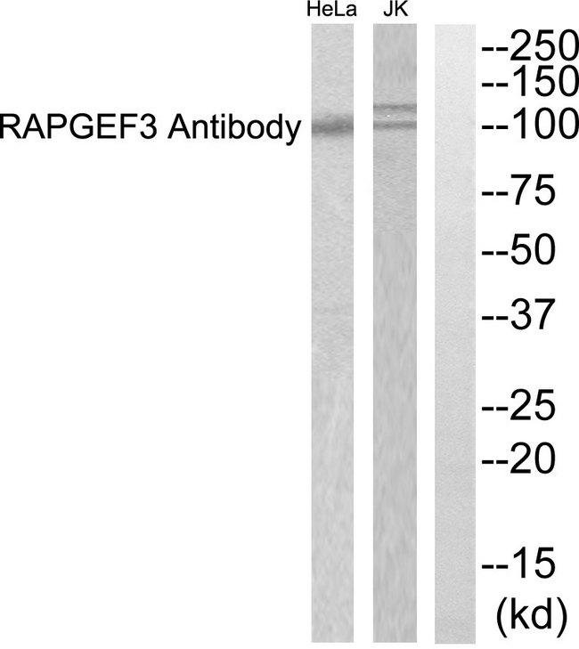 RAPGEF3 / EPAC Antibody - Western blot analysis of extracts from Jurkat and HeLa cells, using RAPGEF3 antibody.