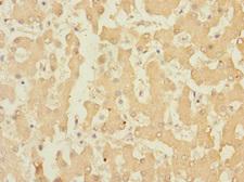 RAPGEF4 / EPAC2 Antibody - Immunohistochemistry of paraffin-embedded human liver tissue at dilution 1:100