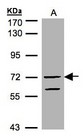 RAPGEF5 / GFR Antibody - Sample (30 ug of whole cell lysate). A: HeLa S3. 7.5% SDS PAGE. RAPGEF5 / GFR antibody diluted at 1:1000