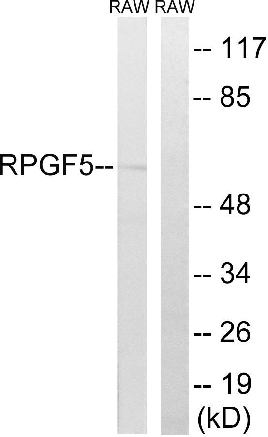 RAPGEF5 / GFR Antibody - Western blot analysis of extracts from RAW264.7 cells, using RAPGEF5 antibody.