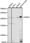RAPH1 Antibody - Western blot analysis of extracts of various cell lines, using RAPH1 antibody at 1:1000 dilution. The secondary antibody used was an HRP Goat Anti-Rabbit IgG (H+L) at 1:10000 dilution. Lysates were loaded 25ug per lane and 3% nonfat dry milk in TBST was used for blocking. An ECL Kit was used for detection and the exposure time was 30s.