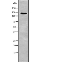 RAPH1 Antibody - Western blot analysis of RAPH1 using 293 whole cells lysates