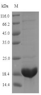 Defensin-like protein 2 Protein - (Tris-Glycine gel) Discontinuous SDS-PAGE (reduced) with 5% enrichment gel and 15% separation gel.