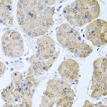 RAPSN Antibody - Immunohistochemistry of paraffin-embedded human stomach tissue.