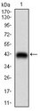 Raptor / Mip1 Antibody - Western blot using RPTOR monoclonal antibody against human RPTOR (AA: 874-1009) recombinant protein. (Expected MW is 41 kDa)