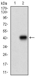 Raptor / Mip1 Antibody - Western blot using RPTOR monoclonal antibody against HEK293 (1) and RPTOR (AA: 874-1009)-hIgGFc transfected HEK293 (2) cell lysate.