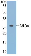 RARA / RAR Alpha Antibody - Western Blot; Sample: Recombinant RARa, Mouse.