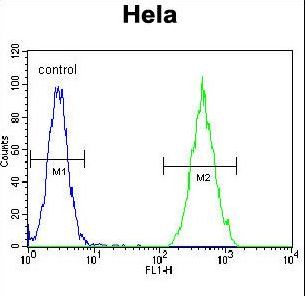 RARA / RAR Alpha Antibody - RARA Antibody flow cytometry of HeLa cells (right histogram) compared to a negative control cell (left histogram). FITC-conjugated goat-anti-rabbit secondary antibodies were used for the analysis.