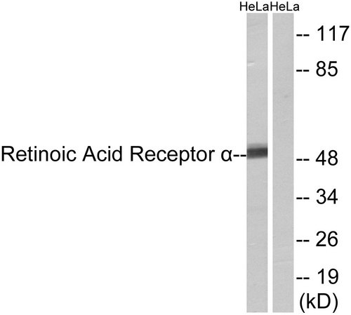 RARA / RAR Alpha Antibody - Western blot analysis of lysates from HeLa cells, using Retinoic Acid Receptor alpha Antibody. The lane on the right is blocked with the synthesized peptide.