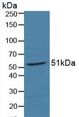 RARA / RAR Alpha Antibody - Western Blot; Sample: Porcine Liver Tissue.