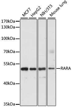 RARA / RAR Alpha Antibody - Western blot analysis of extracts of various cell lines, using RARA antibody at 1:1000 dilution. The secondary antibody used was an HRP Goat Anti-Rabbit IgG (H+L) at 1:10000 dilution. Lysates were loaded 25ug per lane and 3% nonfat dry milk in TBST was used for blocking. An ECL Kit was used for detection and the exposure time was 10s.