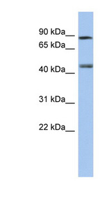 RARG / RAR-Gamma Antibody - RARG antibody western blot of Human Fetal Brain lysate.  This image was taken for the unconjugated form of this product. Other forms have not been tested.