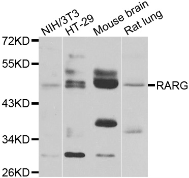 RARG / RAR-Gamma Antibody - Western blot analysis of extracts of various cell lines.