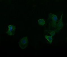 RARRES1 Antibody - Anti-RARRES1 mouse monoclonal antibody immunofluorescent staining of COS7 cells transiently transfected by pCMV6-ENTRY RARRES1.