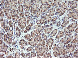 RARRES1 Antibody - IHC of paraffin-embedded Human pancreas tissue using anti-RARRES1 mouse monoclonal antibody.