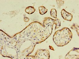 RARRES2 / Chemerin Antibody - Immunohistochemistry of paraffin-embedded human placenta tissue using antibody at 1:100 dilution.  This image was taken for the unconjugated form of this product. Other forms have not been tested.