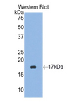 RARRES2 / Chemerin Antibody - Western blot of recombinant RARRES2 / Chemerin.  This image was taken for the unconjugated form of this product. Other forms have not been tested.
