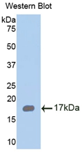 RARRES2 / Chemerin Antibody - Western Blot; Sample: Recombinant protein.