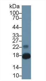 RARRES2 / Chemerin Antibody - Western Blot; Sample: Mouse Pancreas lysate; Primary Ab: 1µg/ml Rabbit Anti-Mouse CHEM Antibody Second Ab: 0.2µg/mL HRP-Linked Caprine Anti-Rabbit IgG Polyclonal Antibody