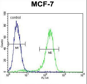 RARS Antibody - RARS Antibody flow cytometry of MCF-7 cells (right histogram) compared to a negative control cell (left histogram). FITC-conjugated goat-anti-rabbit secondary antibodies were used for the analysis.