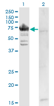 RARS Antibody - Western blot of RARS expression in transfected 293T cell line by RARS monoclonal antibody (M02), clone 1A2.
