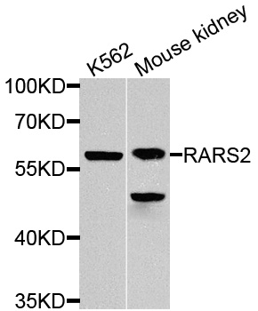 RARS2 / ARGRS Antibody - Western blot analysis of extracts of various cells.