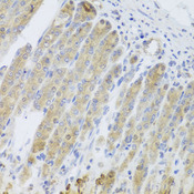 RARS2 / ARGRS Antibody - Immunohistochemistry of paraffin-embedded mouse stomach tissue.