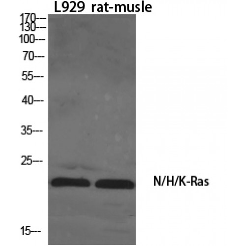 Ras (H, K, N) Antibody - Western blot of N/H/K-Ras antibody