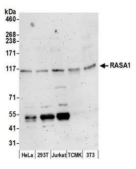 RASA1 Antibody - Detection of human and mouse RASA1 by western blot. Samples: Whole cell lysate (15 µg) from HeLa, HEK293T, Jurkat, mouse TCMK-1, and mouse NIH 3T3 cells prepared using NETN lysis buffer. Antibody: Affinity purified rabbit anti-RASA1 antibody used for WB at 1:1000. Detection: Chemiluminescence with an exposure time of 3 minutes.