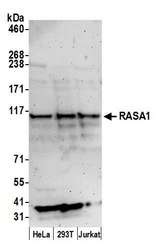RASA1 Antibody - Detection of human RASA1 by western blot. Samples: Whole cell lysate (50 µg) from HeLa, HEK293T, and Jurkat cells prepared using NETN lysis buffer. Antibody: Affinity purified rabbit anti-RASA1 antibody used for WB at 1:1000. Detection: Chemiluminescence with an exposure time of 3 minutes.