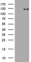 RASA1 Antibody - HEK293T cells were transfected with the pCMV6-ENTRY control (Left lane) or pCMV6-ENTRY RASA1 (Right lane) cDNA for 48 hrs and lysed. Equivalent amounts of cell lysates (5 ug per lane) were separated by SDS-PAGE and immunoblotted with anti-RASA1.