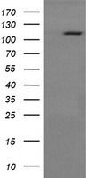 RASA1 Antibody - HEK293T cells were transfected with the pCMV6-ENTRY control (Left lane) or pCMV6-ENTRY RASA1 (Right lane) cDNA for 48 hrs and lysed. Equivalent amounts of cell lysates (5 ug per lane) were separated by SDS-PAGE and immunoblotted with anti-RASA1.