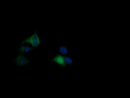 RASA1 Antibody - Anti-RASA1 mouse monoclonal antibody immunofluorescent staining of COS7 cells transiently transfected by pCMV6-ENTRY RASA1.