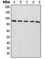 RASA4 / CAPRI Antibody - Western blot analysis of CAPRI expression in HepG2 (A); NIH3T3 (B); mouse liver (C); rat liver (D); PC12 (E) whole cell lysates.