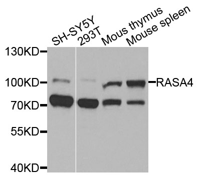 RASA4 / CAPRI Antibody - Western blot analysis of extracts of various cells.