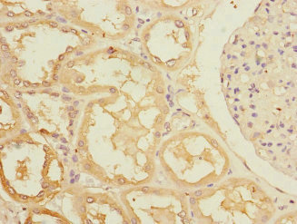 RASA4 / CAPRI Antibody - Immunohistochemistry of paraffin-embedded human kidney tissue at dilution 1:100