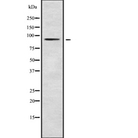 RASA4 / CAPRI Antibody - Western blot analysis of RASA4 using RAW264.7 whole cells lysates
