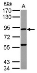 RASA4 / CAPRI Antibody - Sample (30 ug of whole cell lysate) A: HepG2 7.5% SDS PAGE RASA4 antibody diluted at 1:1000