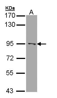 RASAL1 / RASAL Antibody - Sample (30 ug of whole cell lysate). A: A431 . 7.5% SDS PAGE. RASAL1 / RASAL antibody diluted at 1:1000