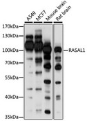 RASAL1 / RASAL Antibody - Western blot analysis of extracts of various cell lines, using RASAL1 antibody at 1:1000 dilution. The secondary antibody used was an HRP Goat Anti-Rabbit IgG (H+L) at 1:10000 dilution. Lysates were loaded 25ug per lane and 3% nonfat dry milk in TBST was used for blocking. An ECL Kit was used for detection and the exposure time was 30s.