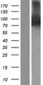 RASAL1 / RASAL Protein - Western validation with an anti-DDK antibody * L: Control HEK293 lysate R: Over-expression lysate