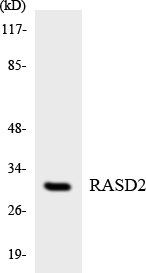 RASD2 Antibody - Western blot analysis of the lysates from HepG2 cells using RASD2 antibody.