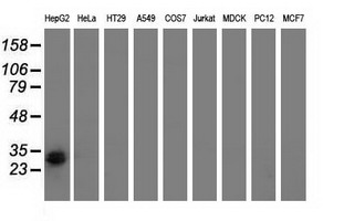 RASD2 Antibody - Western blot analysis of extracts (35ug) from 9 different cell lines by using anti-RASD2 monoclonal antibody.